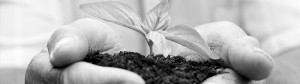 Ethical and socially responsible investment holding a plant